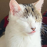 Liberty joined the competition — help win amazing prizes! cat, white_fur, tabby, animal, pet, close_up, blep, whiskers, ears, sleepy, face, feline, cute, domestic_animal, indoor, soft_light, portrait, fluffy, tongue, relaxed