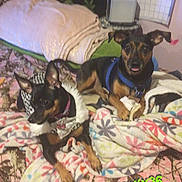 Kourage is registered to the contest to win money with this photo: dog, small_dog, bed, blanket, floral_pattern, camo_pattern, pillow, calendar, indoor, pet, animal, furniture, cozy, clothing, harness, resting, alert, cute, two_dogs, text_overlay