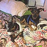 dog, small_dog, bed, blanket, floral_pattern, camo_pattern, pillow, calendar, indoor, pet, animal, furniture, cozy, clothing, harness, resting, alert, cute, two_dogs, text_overlay