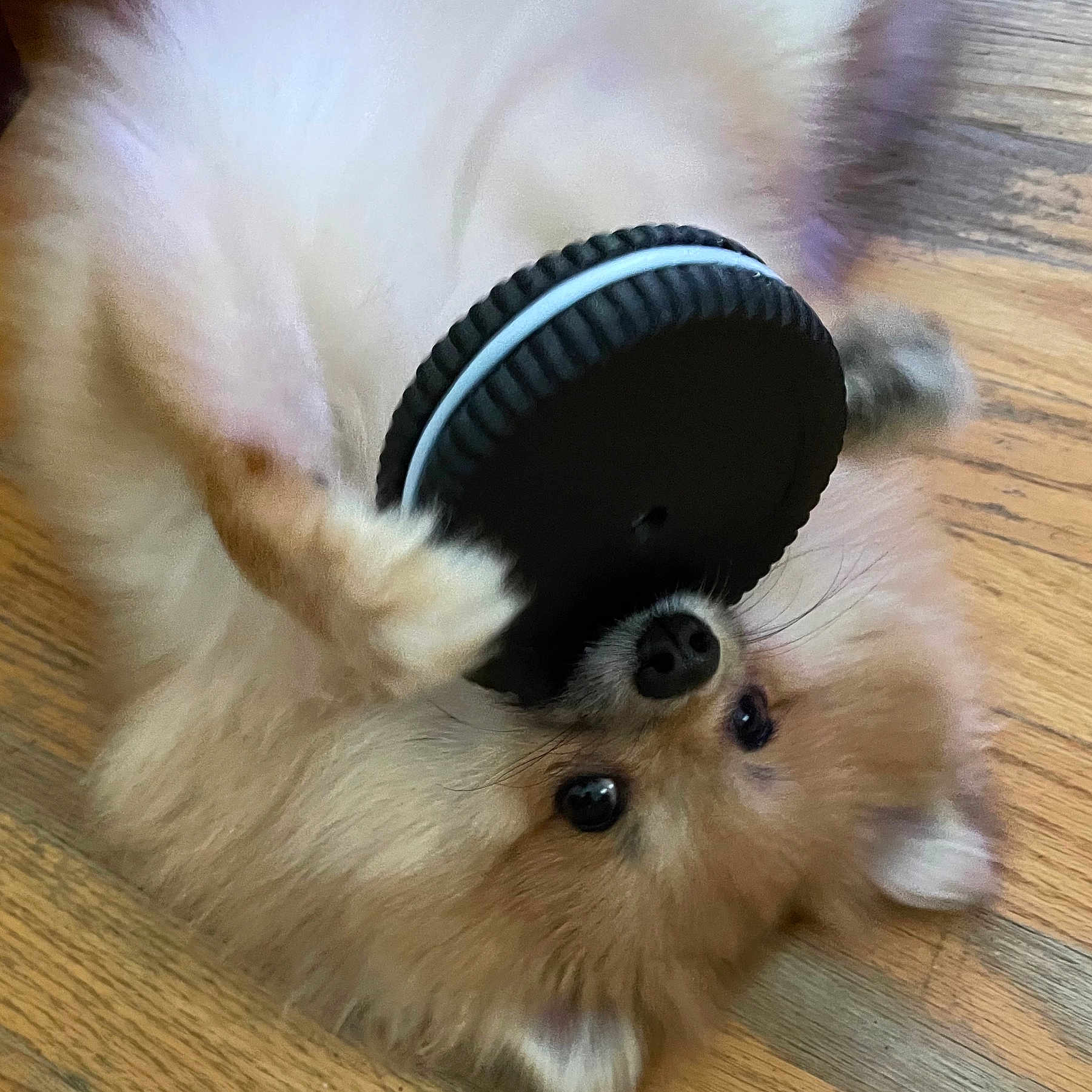 Benji joined the competition — help win amazing prizes! adorable, animal, black_object, closeup, companion, cute, dog, ears, fluffy, fur, indoor, lying_down, nose, paw, pet, playful, pomeranian, small_dog, toy, wooden_floor