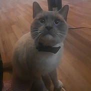 Borla is registered to the contest to win money with this photo: cat, bow_tie, pet, animal, indoor, wooden_floor, feline, cute, sitting, looking_up, whiskers, ears, fur, domestic_animal, companion, house_pet, curious, soft_focus, cozy, vintage_style