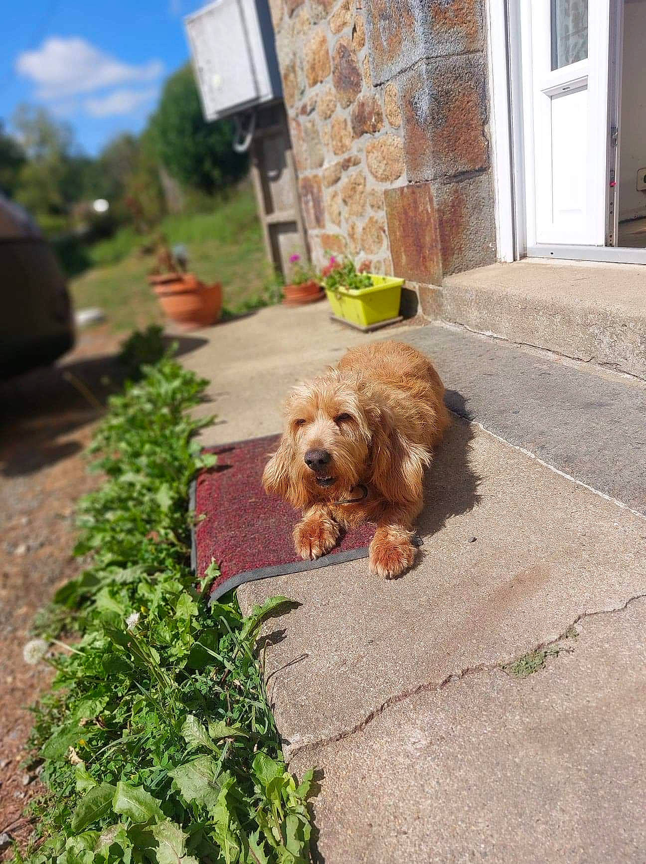 Isère a rejoint le concours — aidez-le/la à gagner de superbes lots ! asphalt, carnivore, cloud, companion_dog, dog, dog_breed, door, driveway, floor, flooring, grass, groundcover, plant, road_surface, sidewalk, sky, small_terrier, sporting_group, terrier, toy_dog