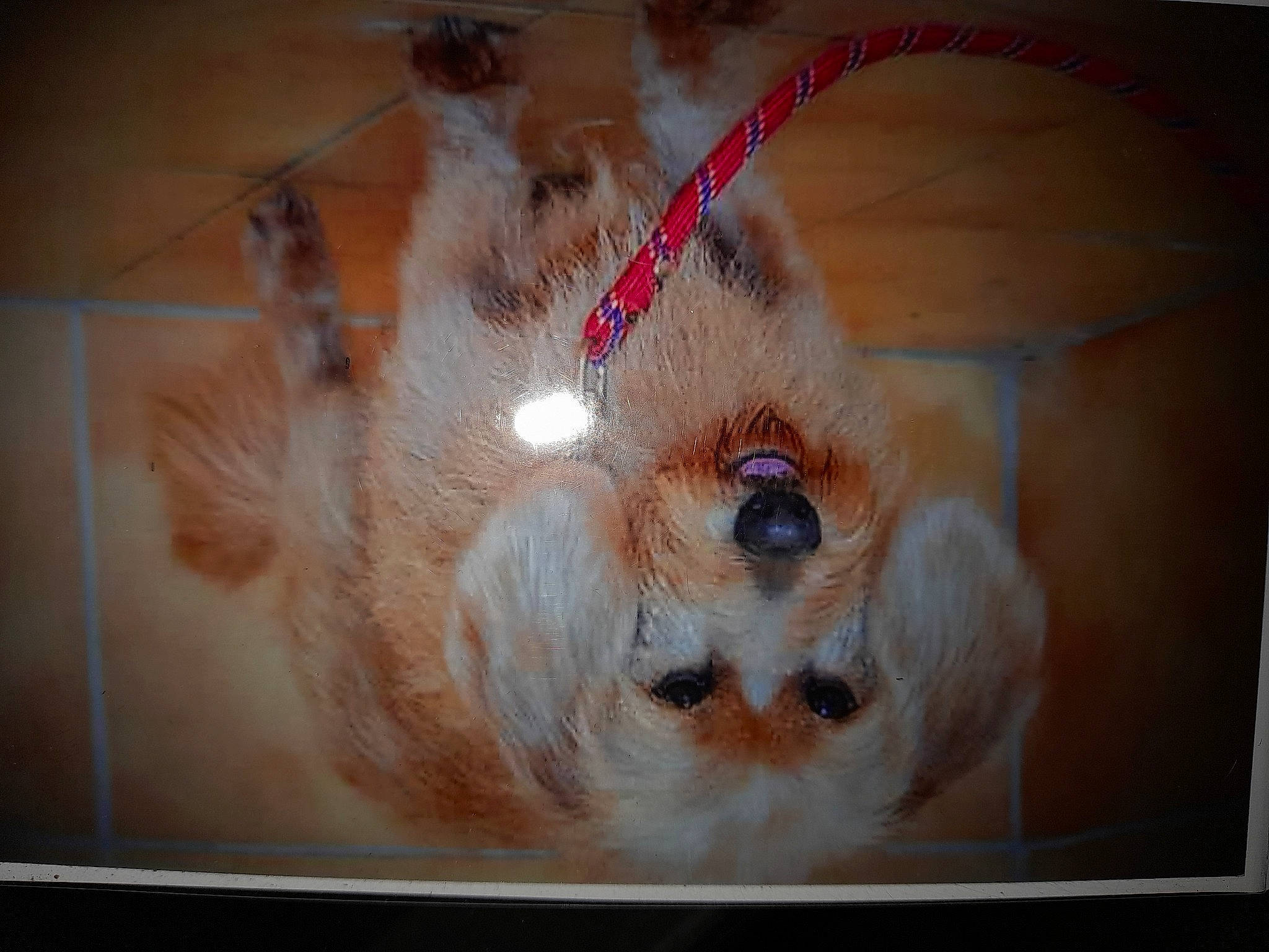 Isère participe au concours pour gagner de l'argent avec cette photo : canidae, companion_dog, dog_breed, ear, eyelash, fawn, felidae, fur, iris, packing_materials, room, small_to_medium_sized_cats, snout, sporting_group, stuffed_toy, toy, visual_arts, whiskers, wood