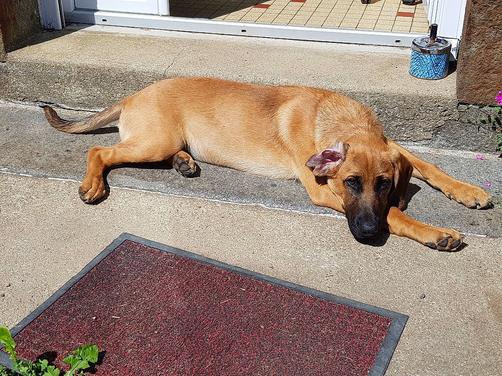 Tommy a rejoint le concours — aidez-le/la à gagner de superbes lots ! canidae, carnivore, collar, companion_dog, dog, dog_breed, dog_supply, fawn, flooring, flowerpot, grass, hardwood, paw, pet_supply, plant, puppy, road_surface, tail, working_animal, working_dog