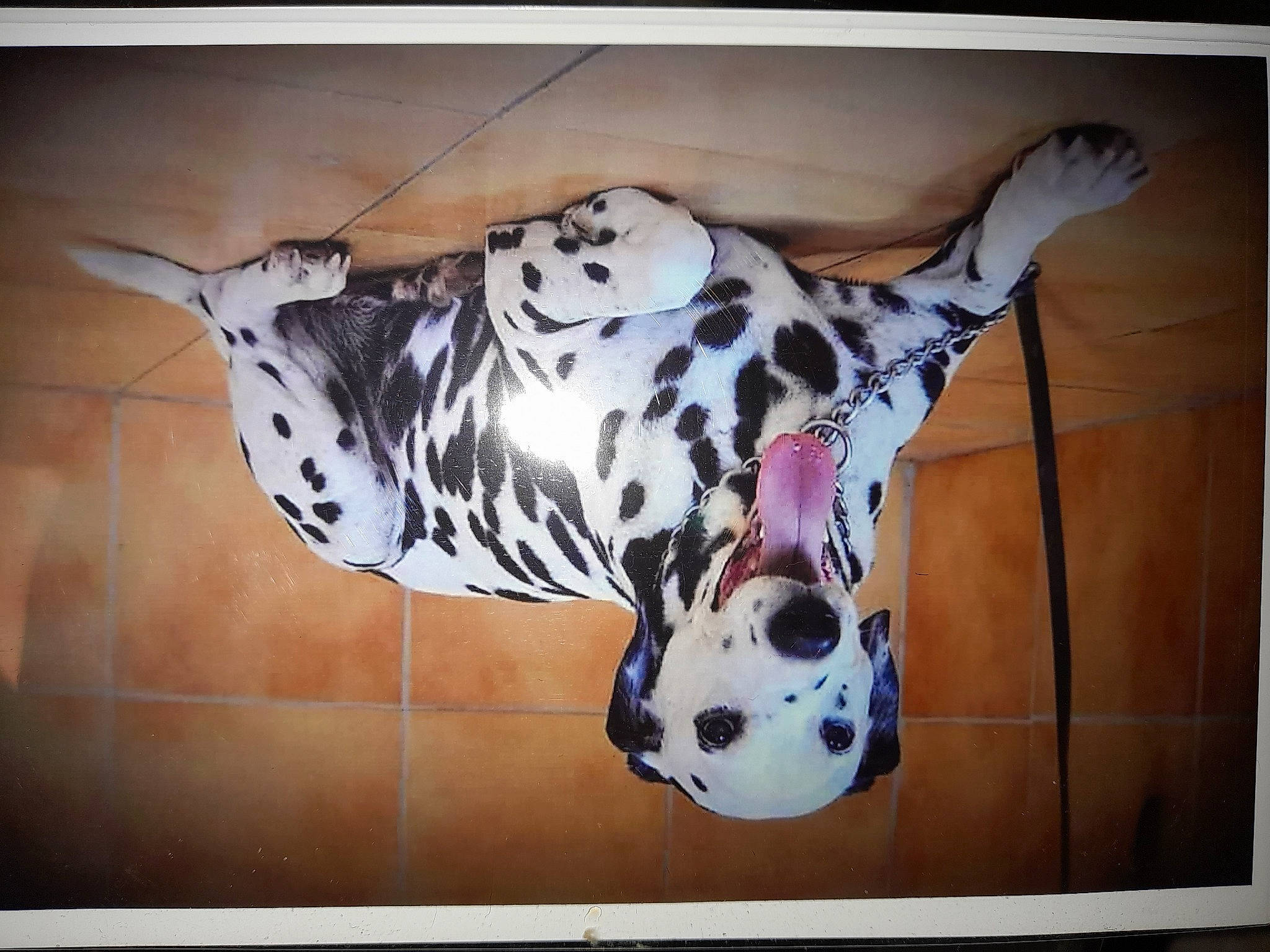 Eidgy a rejoint le concours — aidez-le/la à gagner de superbes lots ! art, ball, carnivore, ceramic, dalmatian, dog, fawn, font, football, metal, pattern, rectangle, snout, sporting_group, sports_equipment, terrestrial_animal, toy, visual_arts, wood, working_animal