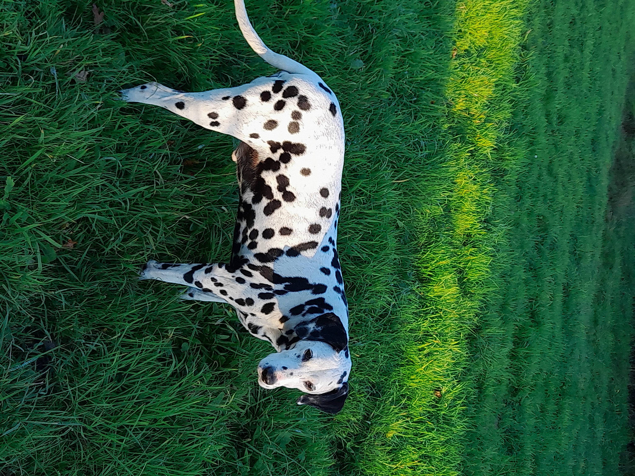 Eidgy participe au concours pour gagner de l'argent avec cette photo : big_cats, carnivore, cheetah, companion_dog, dalmatian, dog, dog_breed, fawn, felidae, grass, grassland, leopard, organism, pattern, plant, small_to_medium_sized_cats, snout, tail, terrestrial_animal, whiskers