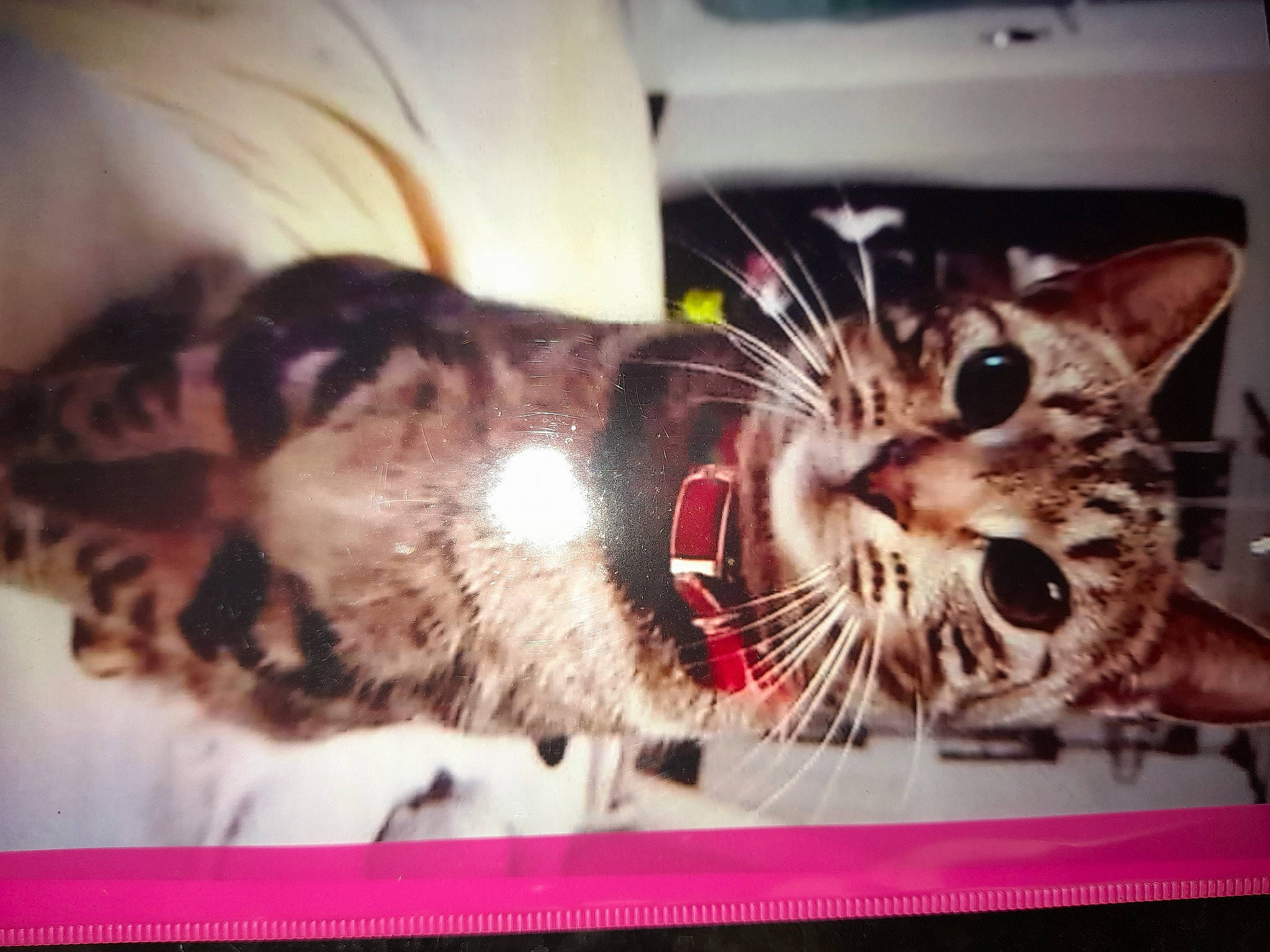 Osiris a rejoint le concours — aidez-le/la à gagner de superbes lots ! carnivore, cat, claw, comfort, domestic_short_haired_cat, fang, felidae, foot, fur, metal, paw, photo_caption, rectangle, small_to_medium_sized_cats, snout, square, tail, whiskers