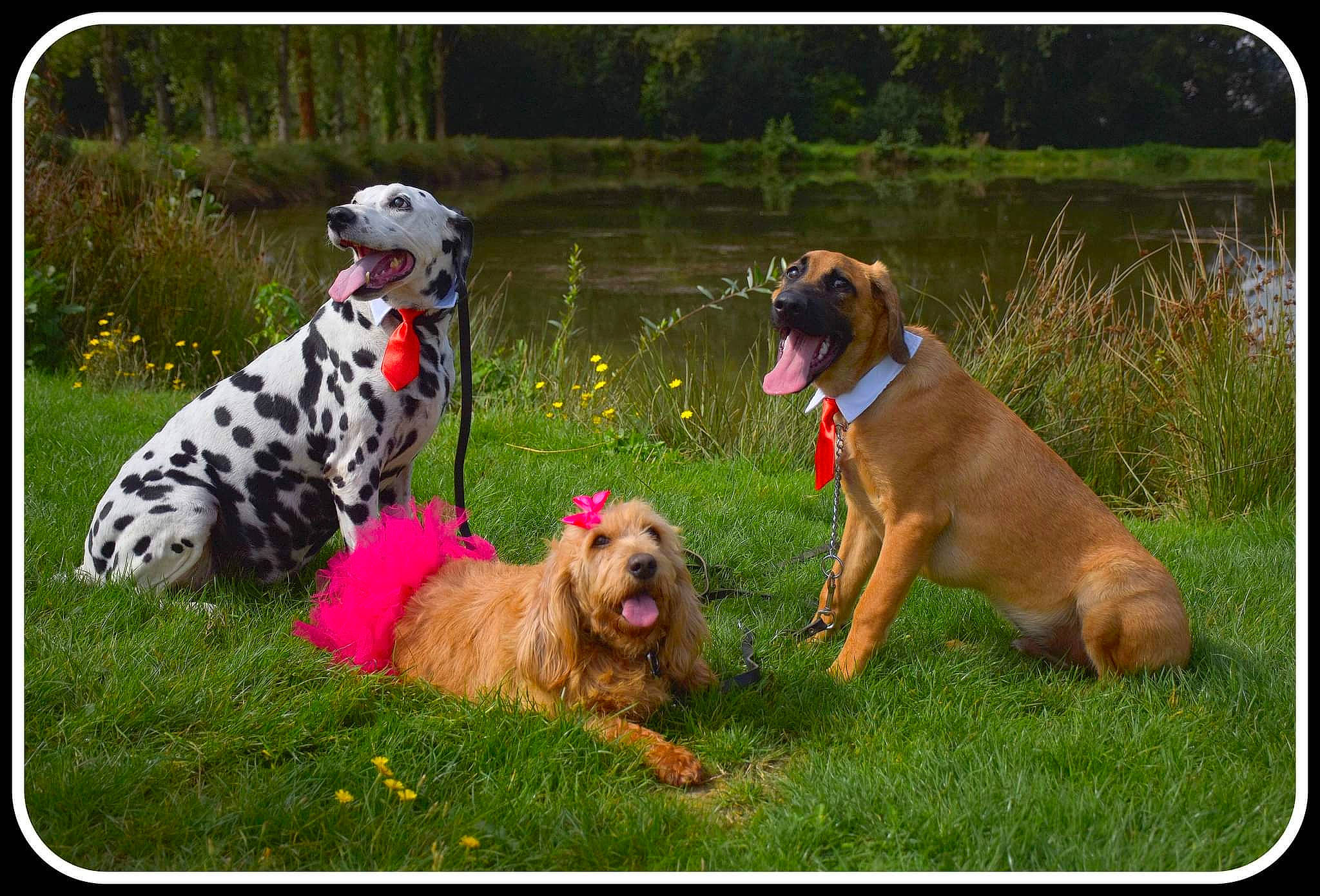 Eidjy Tommy Isere a rejoint le concours — aidez-le/la à gagner de superbes lots ! canidae, carnivore, collar, companion_dog, dog, dog_breed, dog_collar, dog_supply, fawn, grass, green, happy, leash, pet_supply, plant, rectangle, sporting_group, toy_dog, water_dog, working_animal