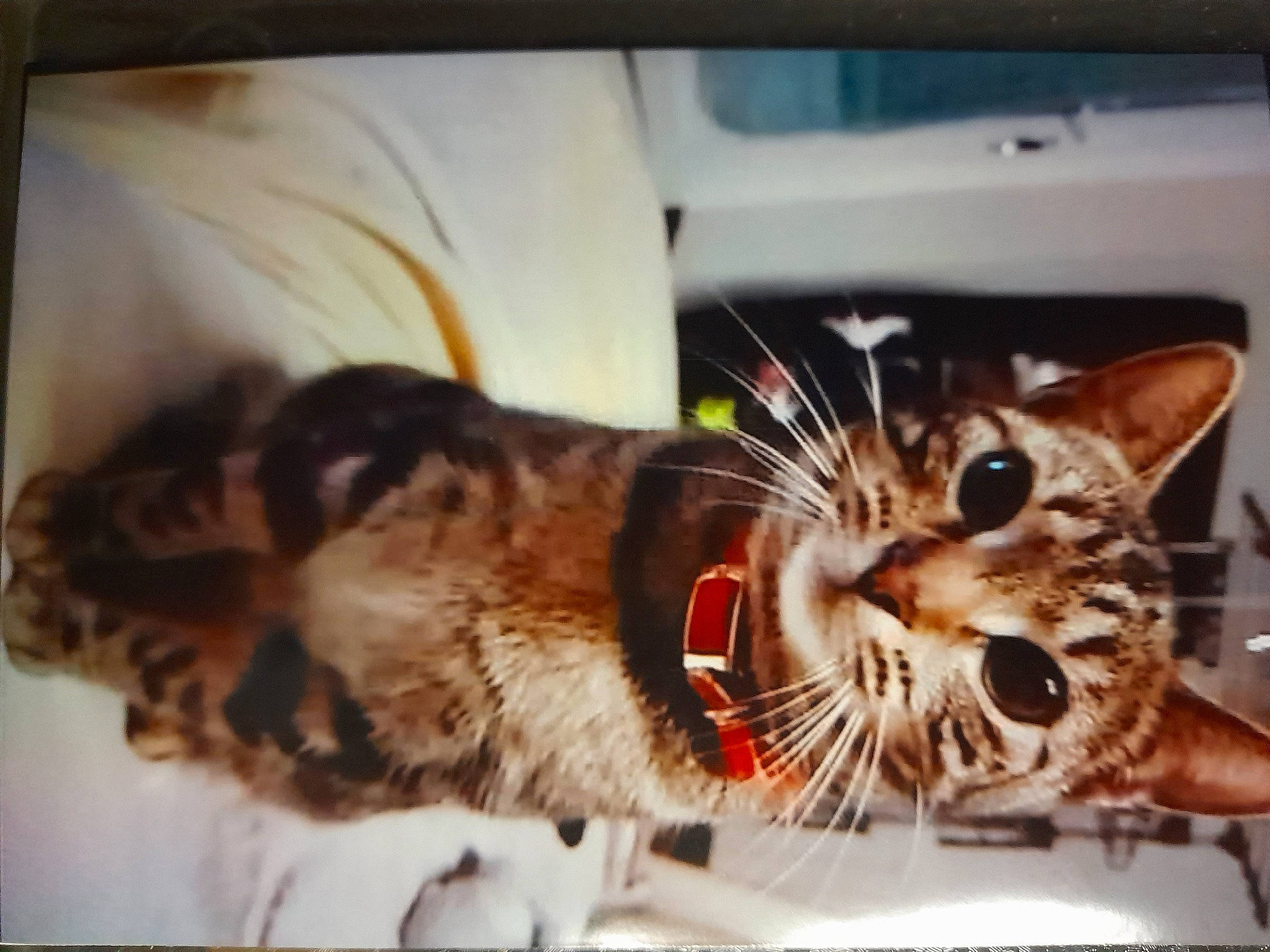 Osiris participe au concours pour gagner de l'argent avec cette photo : carnivore, cat, claw, comfort, domestic_short_haired_cat, electronic_device, fang, fawn, felidae, foot, fur, metal, paw, rectangle, small_to_medium_sized_cats, snout, square, tail, whiskers, wildlife