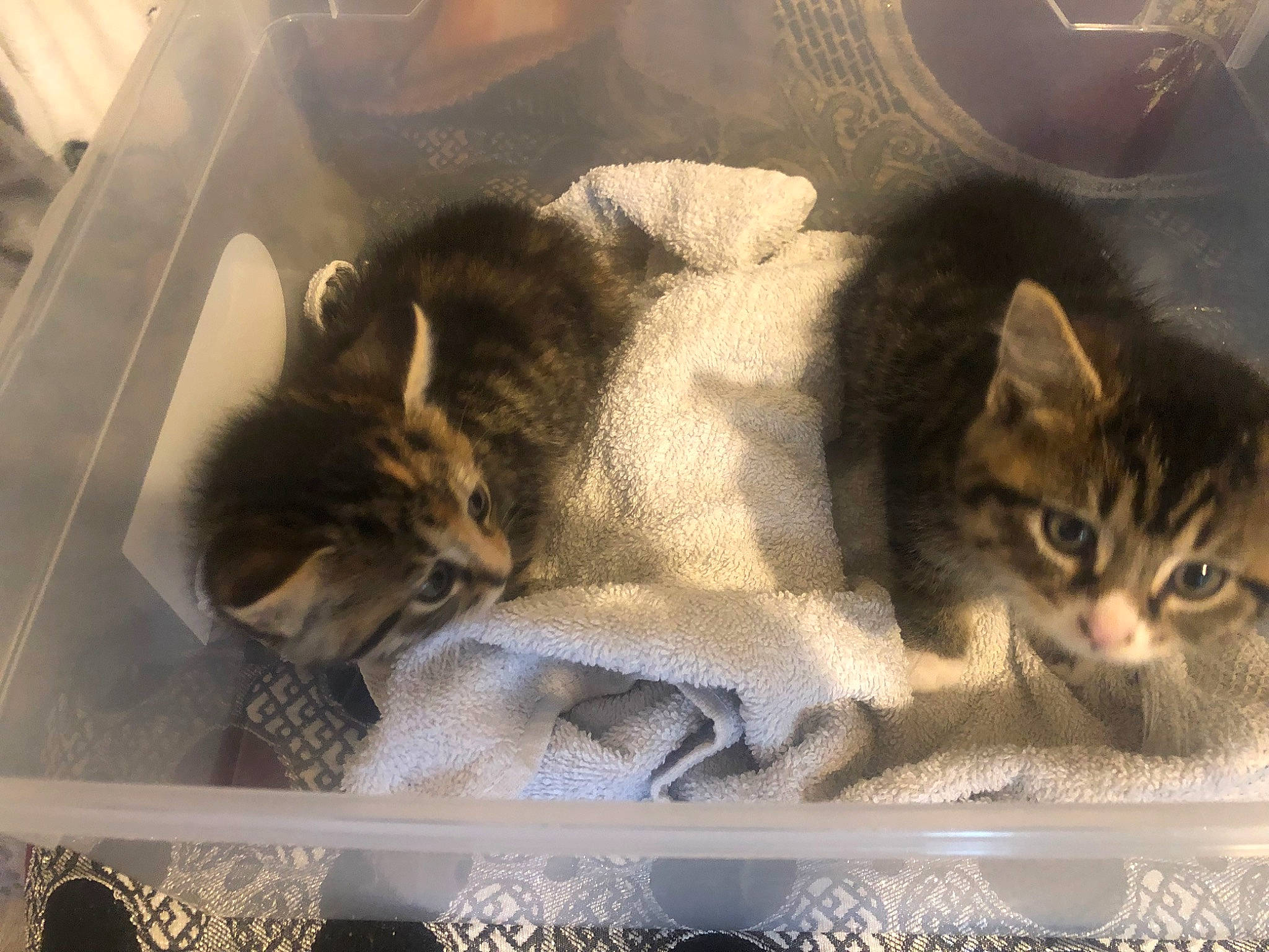 Tessy participe au concours pour gagner de l'argent avec cette photo : art, carnivore, cat, cat_supply, comfort, domestic_short_haired_cat, fawn, felidae, fur, linens, nap, painting, paw, photo_caption, rectangle, room, small_to_medium_sized_cats, tail, whiskers, window