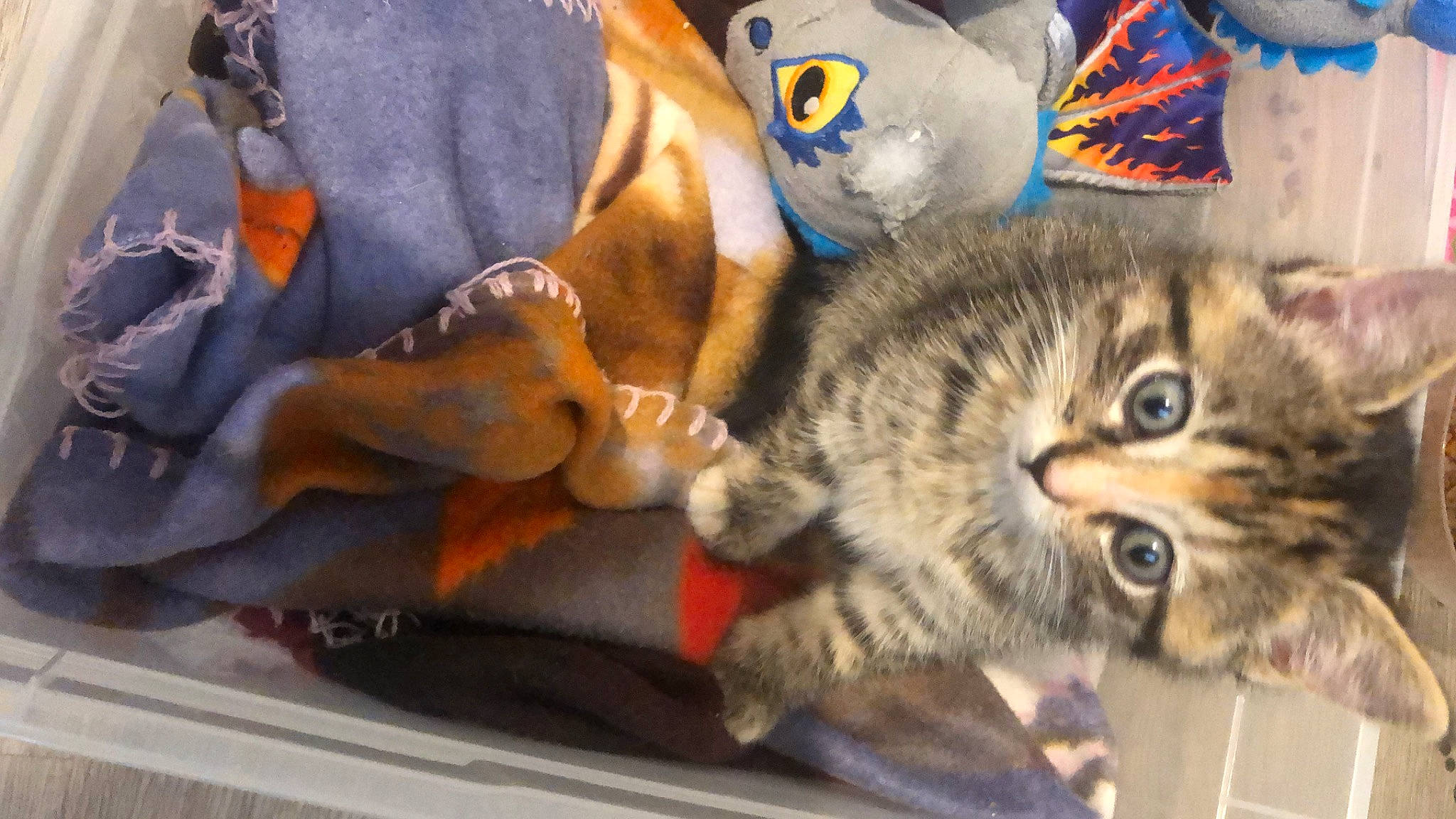 Tessy a rejoint le concours — aidez-le/la à gagner de superbes lots ! carnivore, cat, claw, comfort, domestic_short_haired_cat, felidae, fur, linens, paw, small_to_medium_sized_cats, snout, stuffed_toy, tail, whiskers