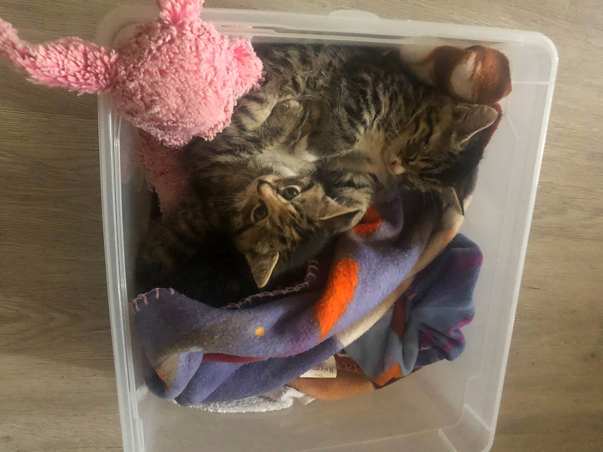 Tessy a rejoint le concours — aidez-le/la à gagner de superbes lots ! art, comfort_food, creative_arts, fashion_accessory, fur, magenta, packing_materials, paper, petal, plant, plastic_wrap, room, thread, toy, visual_arts, waste_container, wool