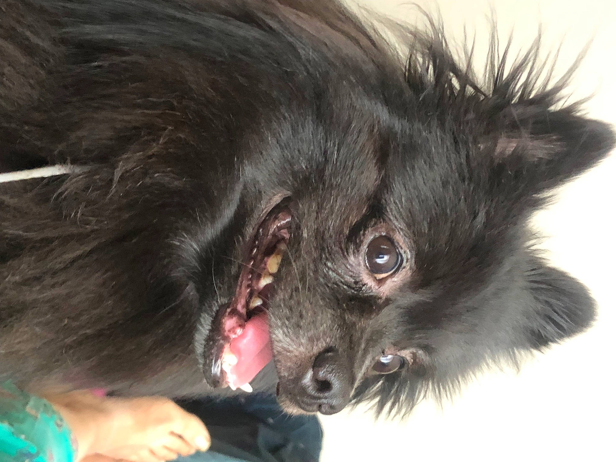 Sparoow a rejoint le concours — aidez-le/la à gagner de superbes lots ! black_cat, canidae, carnivore, claw, companion_dog, dog, dog_breed, ear, felidae, fur, german_spitz, gesture, liver, paw, small_to_medium_sized_cats, snout, sporting_group, terrestrial_animal, whiskers, working_animal