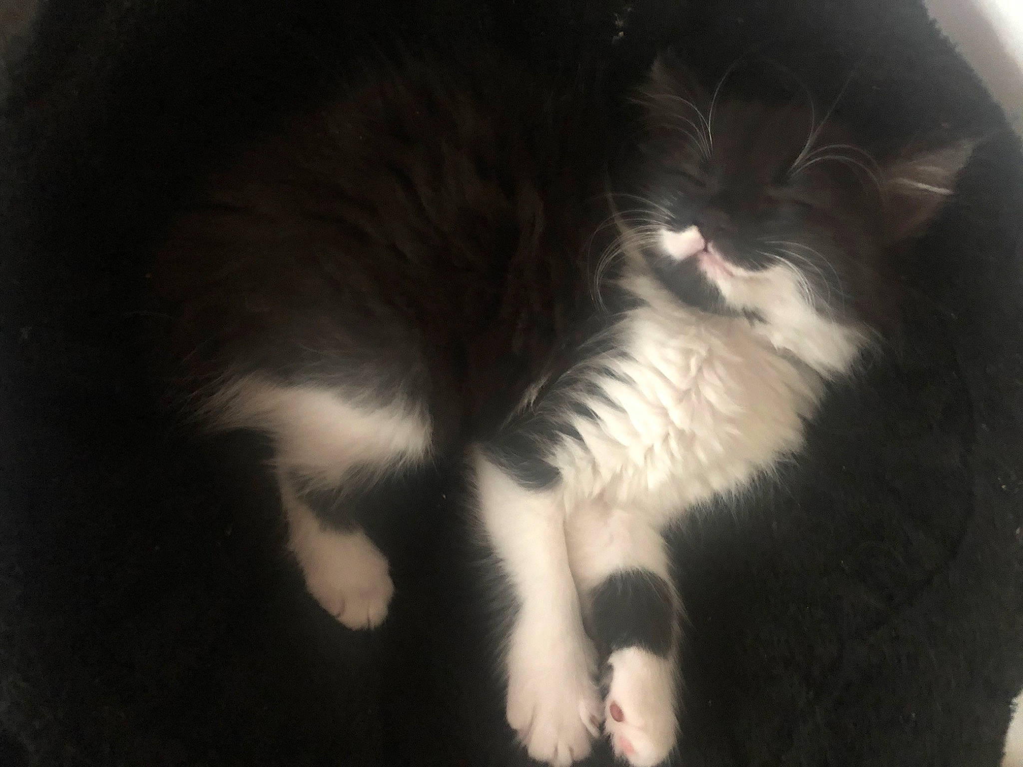 Lili a rejoint le concours — aidez-le/la à gagner de superbes lots ! carnivore, cat, claw, darkness, dog_breed, domestic_short_haired_cat, felidae, foot, fur, gesture, monochrome_photography, paw, small_to_medium_sized_cats, tail, terrestrial_animal, whiskers