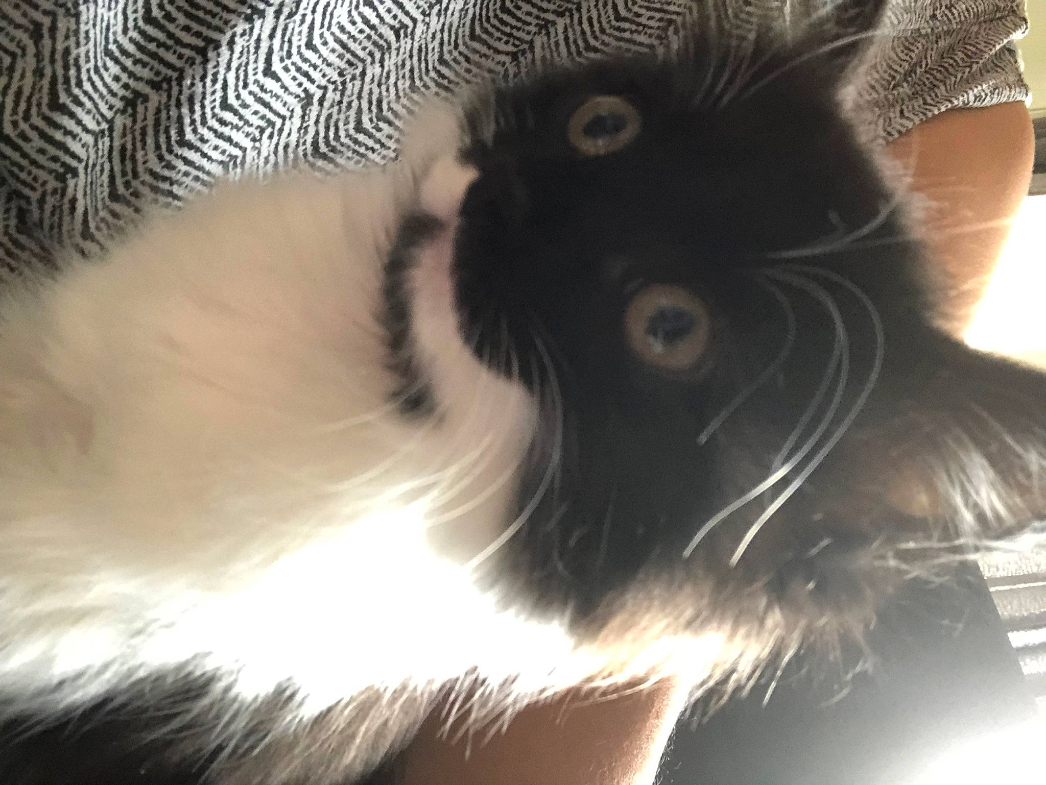 Lili participe au concours pour gagner de l'argent avec cette photo : black_cat, carnivore, cat, claw, close_up, domestic_short_haired_cat, eyelash, feather, felidae, fur, human_leg, pattern, paw, shadow, small_to_medium_sized_cats, snout, street_light, tail, tree, whiskers