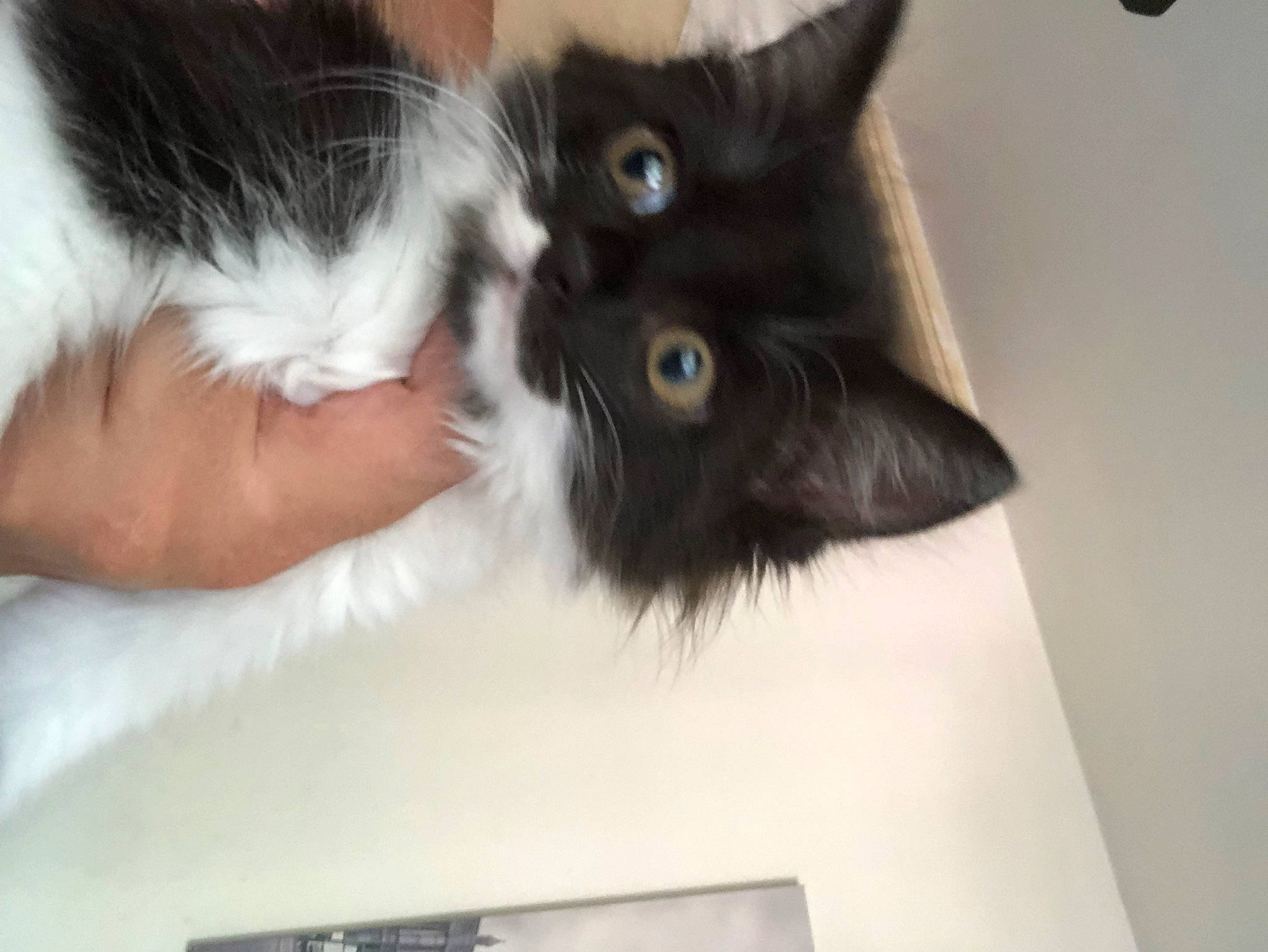 Lili a rejoint le concours — aidez-le/la à gagner de superbes lots ! black_cat, carnivore, cat, claw, comfort, domestic_short_haired_cat, felidae, foot, fur, gesture, paw, small_to_medium_sized_cats, snout, tail, whiskers