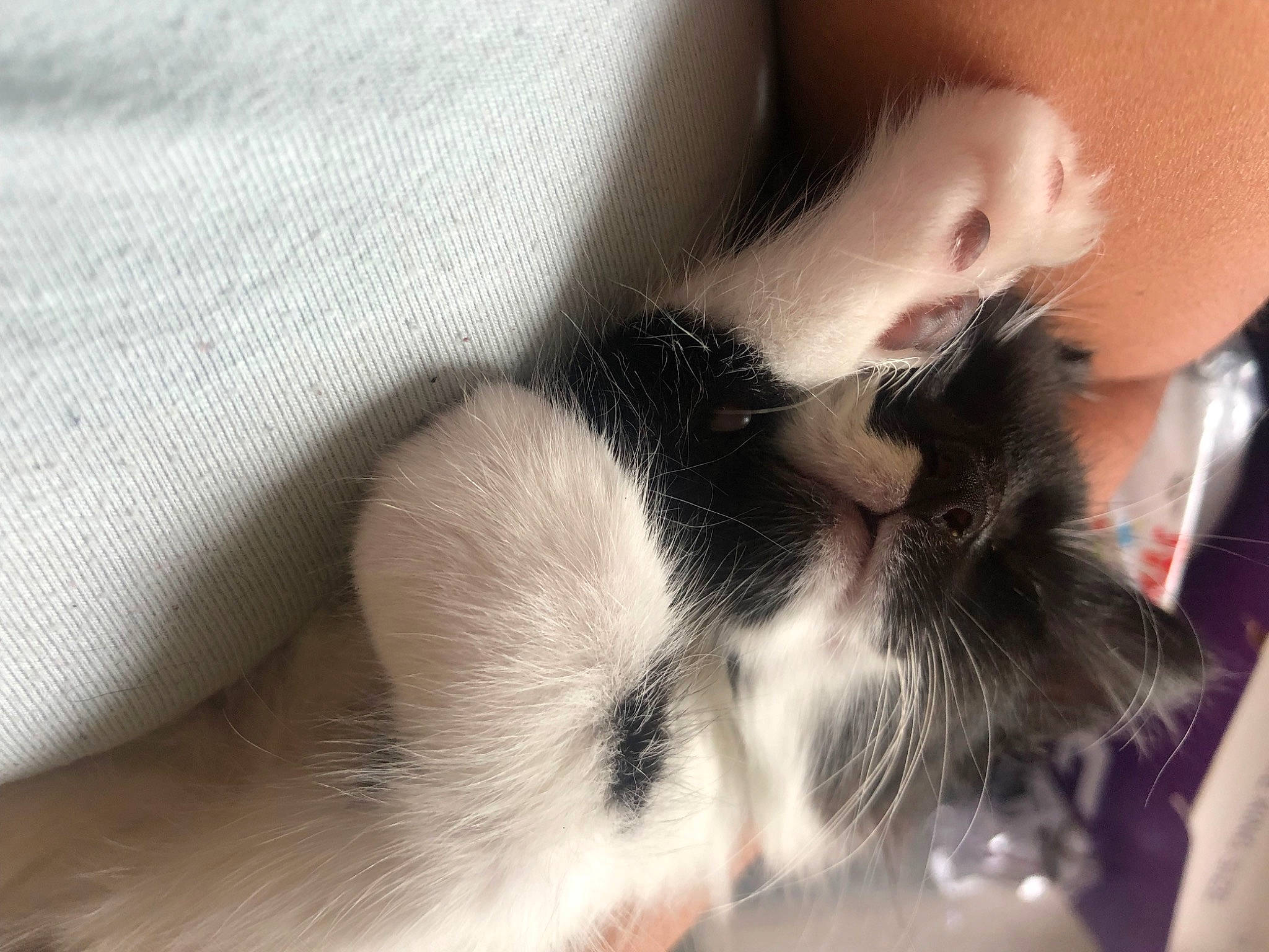 Lili a rejoint le concours — aidez-le/la à gagner de superbes lots ! carnivore, cat, comfort, companion_dog, ear, eyelash, felidae, flooring, fur, hair, human_body, human_leg, iris, nose, paw, small_to_medium_sized_cats, snout, tail, textile, whiskers