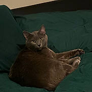 Rox is registered to the contest to win money with this photo: cat, gray_cat, pet, animal, indoor, bed, blanket, relaxing, feline, looking, resting, cozy, fur, cute, domestic_animal, sleepy, paws, ears, whiskers, calm