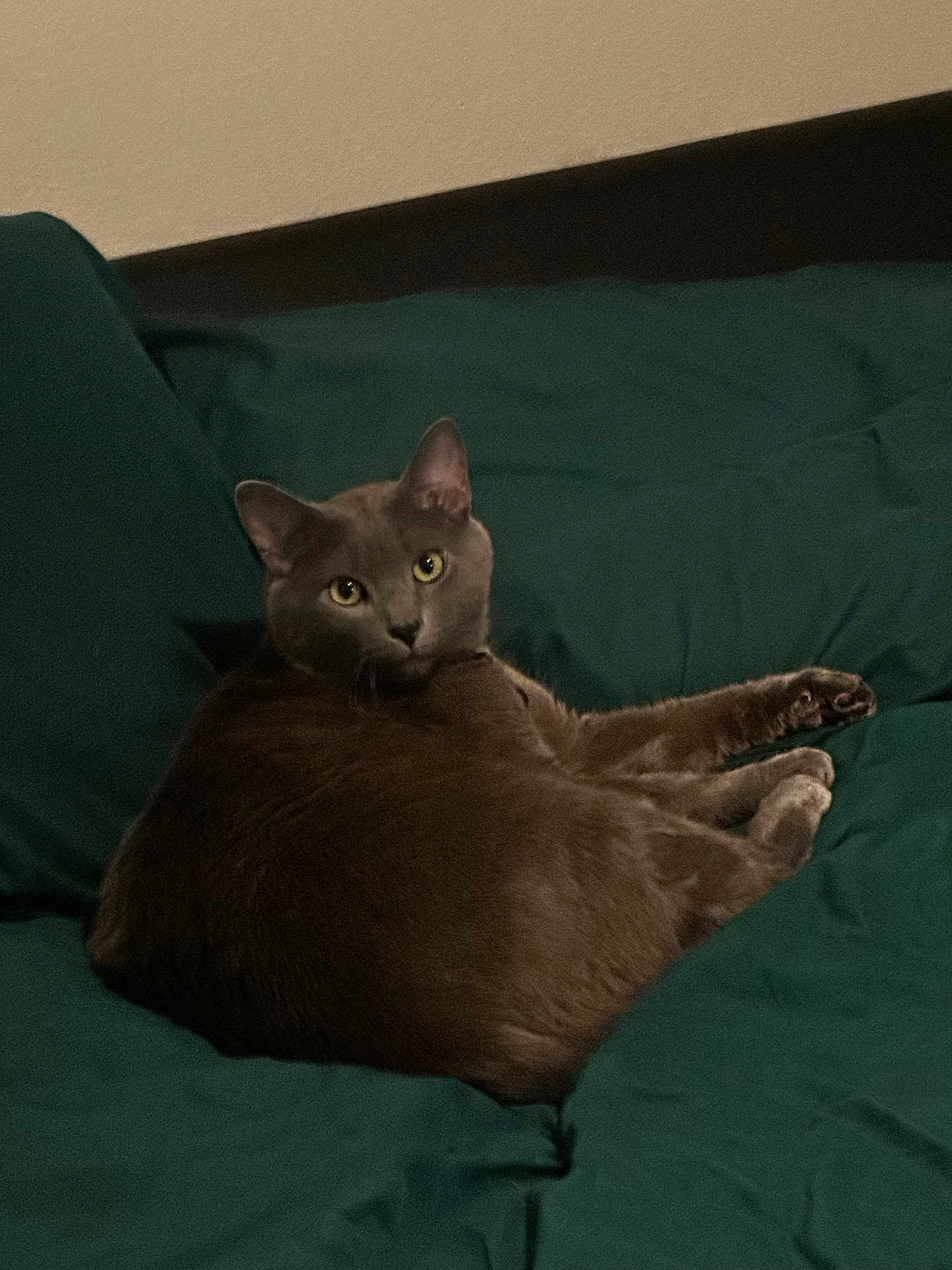 Rox is registered to the contest to win money with this photo: cat, gray_cat, pet, animal, indoor, bed, blanket, relaxing, feline, looking, resting, cozy, fur, cute, domestic_animal, sleepy, paws, ears, whiskers, calm