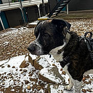 Marvin is registered to the contest to win money with this photo: dog, canine, pet, outdoor, snow, rocks, harness, collar, animal, mixed_breed, fur, black, white, brown, staircase, building, railings, curious, standing, side_profile