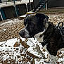 dog, canine, pet, outdoor, snow, rocks, harness, collar, animal, mixed_breed, fur, black, white, brown, staircase, building, railings, curious, standing, side_profile