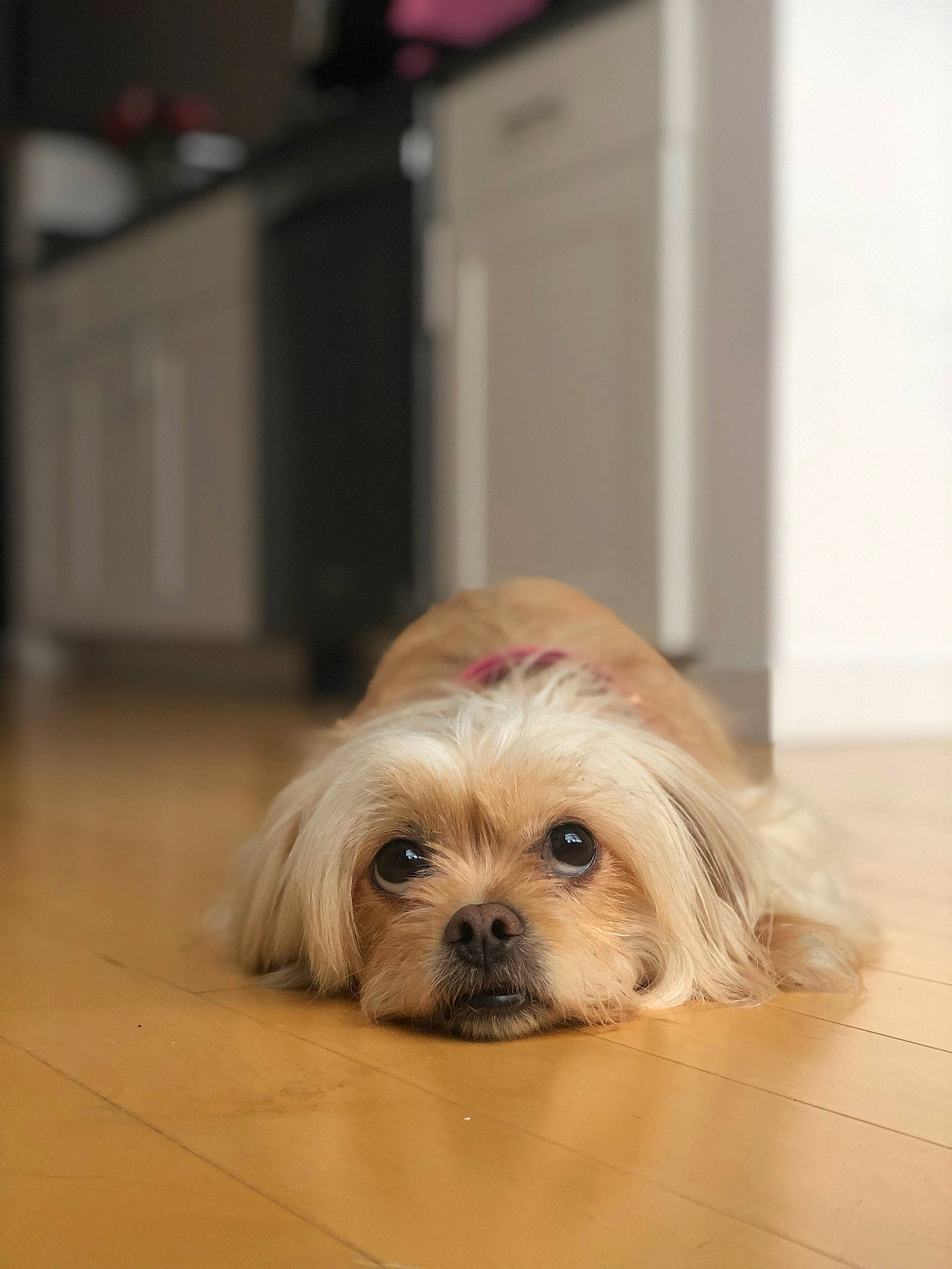 Talula is registered to the contest to win money with this photo: canidae, carnivore, comfort, companion_dog, dog, dog_breed, eye, fawn, flooring, fur, hardwood, liver, shih_tzu, small_terrier, snout, sporting_group, terrier, toy_dog, wood, working_animal