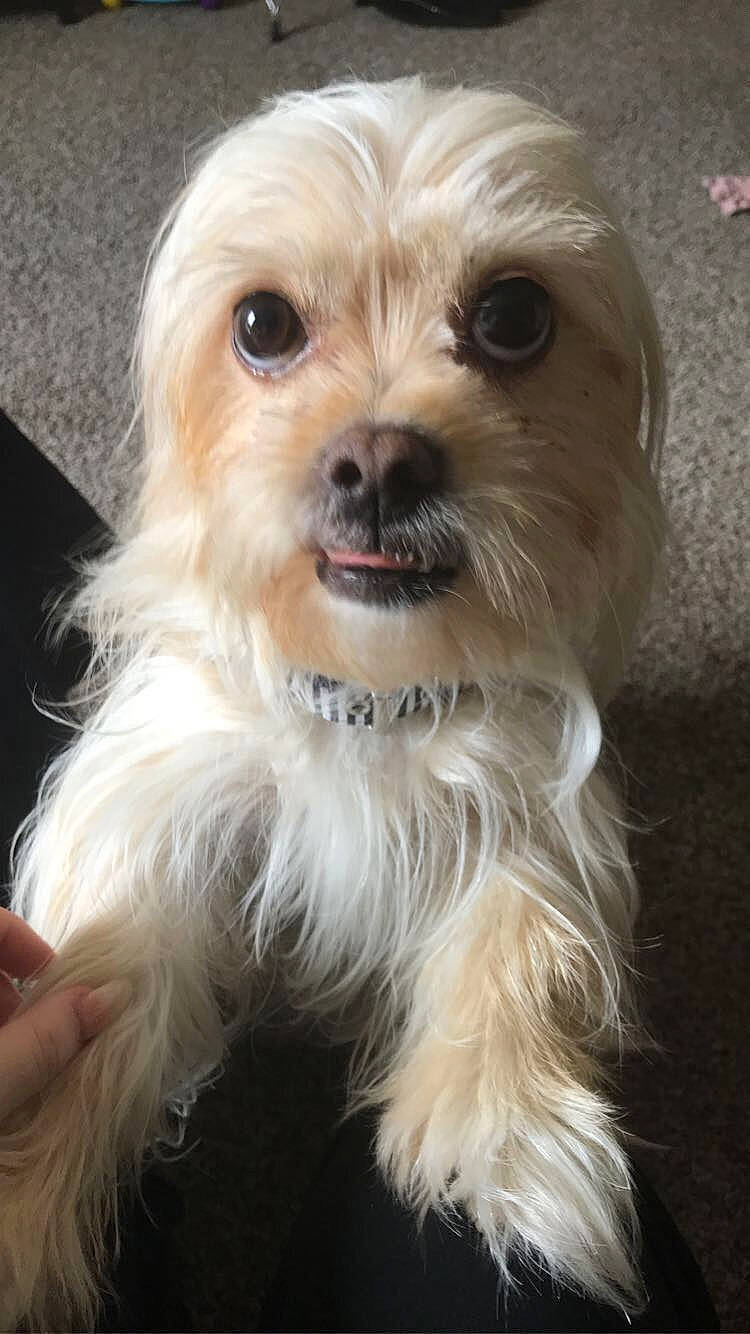 Talula joined the competition — help win amazing prizes! canidae, carnivore, companion_dog, dog, dog_breed, fur, liver, maltepoo, plant, small_terrier, snout, sporting_group, terrier, toy_dog, whiskers, working_animal