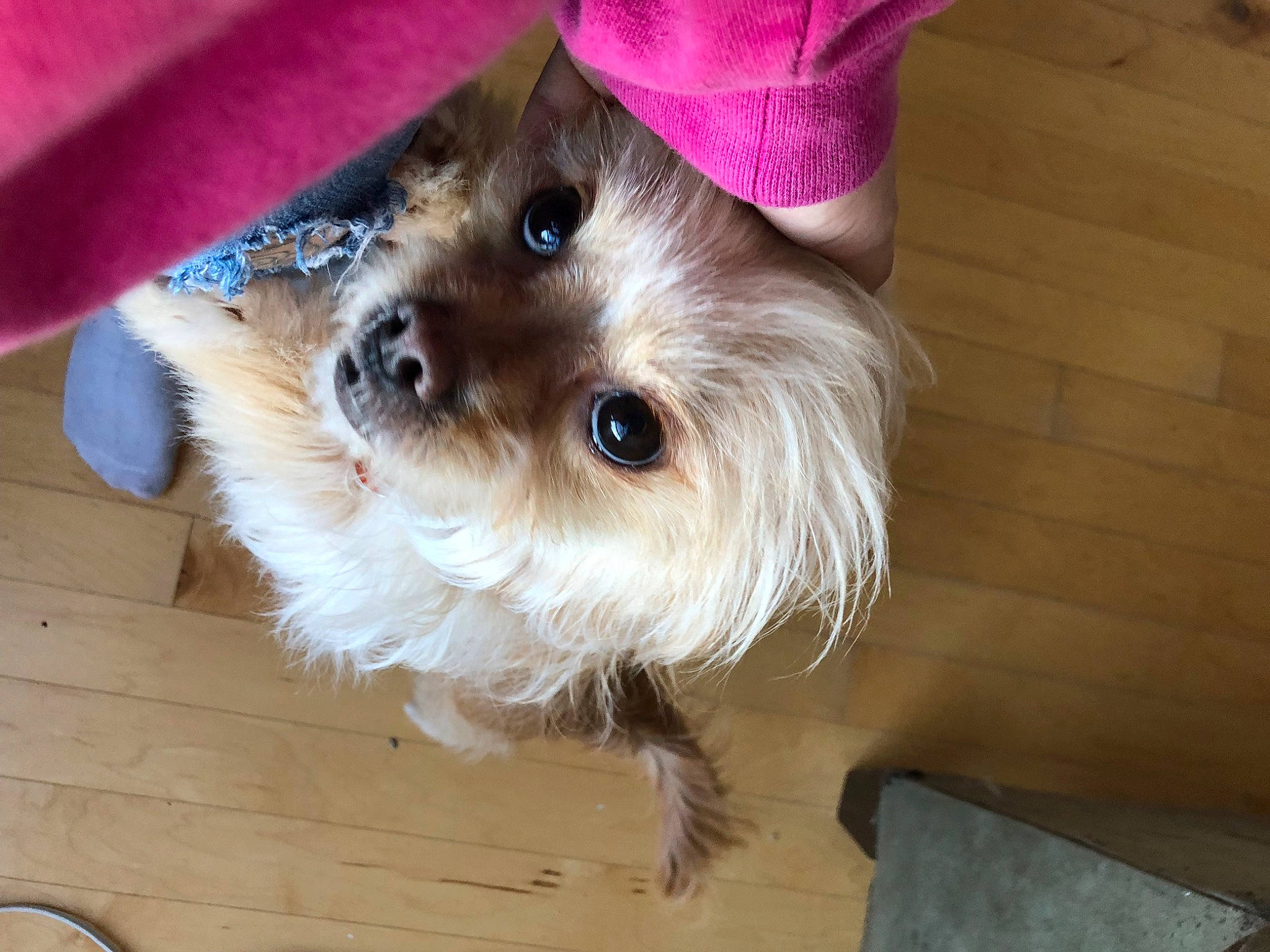 Talula is registered to the contest to win money with this photo: canidae, carnivore, companion_dog, dog, dog_breed, dog_clothes, dog_supply, fawn, fur, hardwood, maltepoo, party_hat, small_terrier, snout, sporting_group, sunglasses, terrier, toy_dog, wood, working_animal