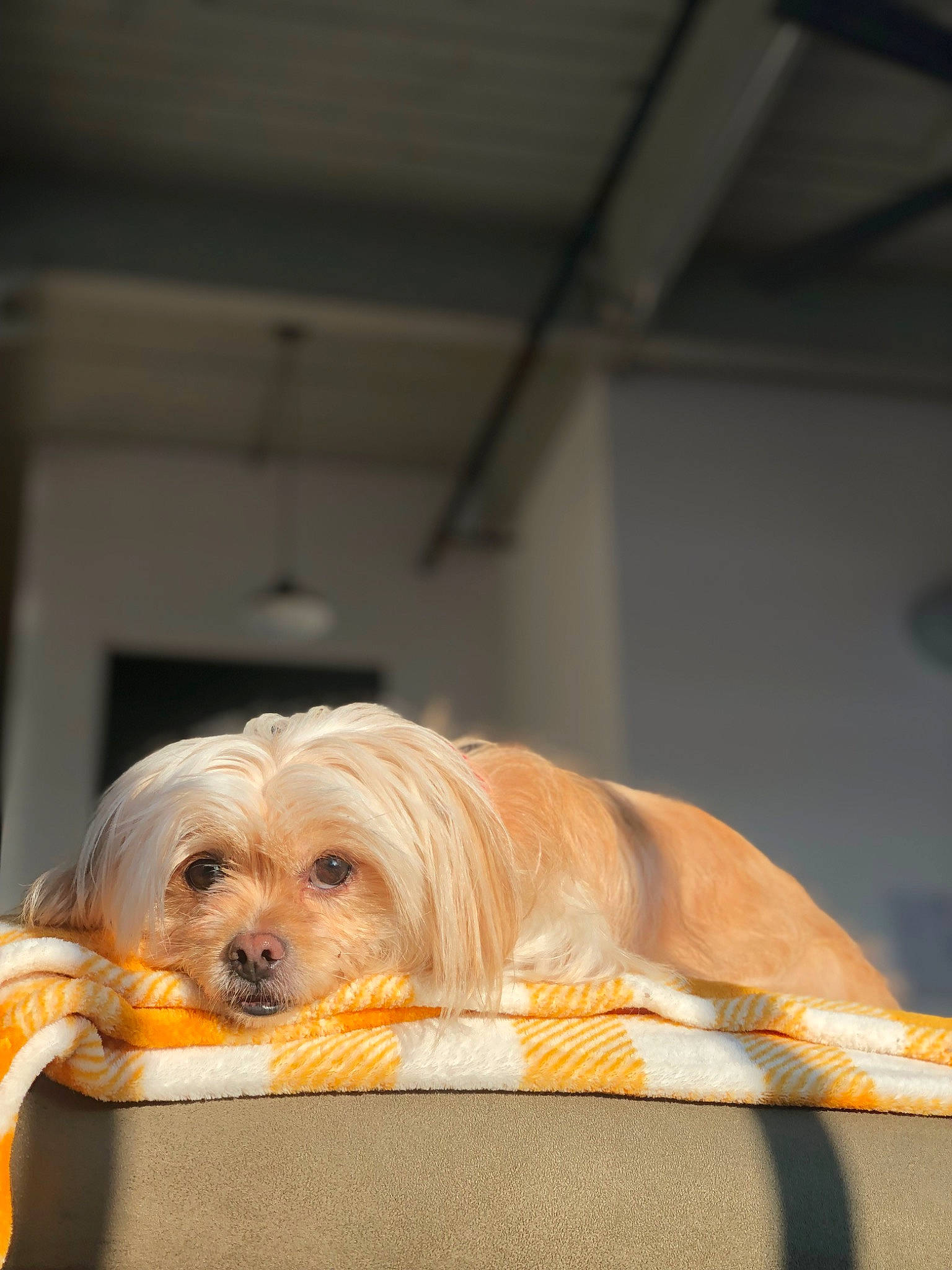 Talula is registered to the contest to win money with this photo: canidae, carnivore, companion_dog, dog, dog_breed, dog_supply, fawn, flooring, fur, liver, maltepoo, puppy, small_terrier, snout, sporting_group, terrier, toy, toy_dog, wood, working_animal