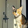 cat, calico_cat, yellow_eyes, curious, sunlight, indoor, shower, bathroom, white_tiles, pink_surface, pet, feline, whiskers, close_up, portrait, domestic_animal, animal, sitting, shadow, bright