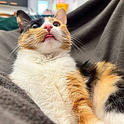 Aby participe au concours pour gagner de l'argent avec cette photo : animal, blanket, calico_cat, cat, close_up, comfortable, cozy, cute, domestic_cat, feline, fluffy, fur, indoor, pet, portrait, relaxed, resting, soft_texture, tongue_out, whiskers
