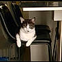 cat, black_and_white, chair, furniture, indoor, pet, animal, relaxed, lounge, curious, modern, kitchen, seat, domestic, mammal, whiskers, ears, paws, table, home