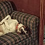 dog, couch, plaid_couch, wooden_paneling, relaxing, belly_up, red_collar, pet, indoor, furniture, smiling, upside_down, upholstery, domestic, cozy, sleeping, paw, head, living_room, patterned_fabric