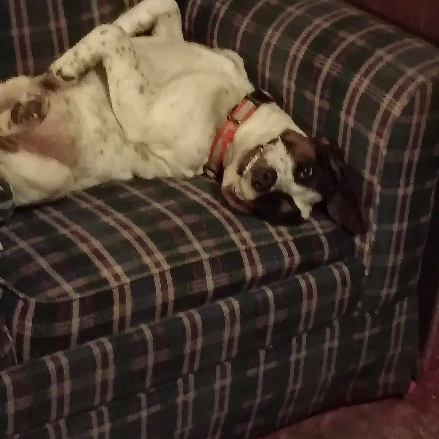 Happy Feet joined the competition — help win amazing prizes! belly_up, canine, carpet, collar, couch, dog, ear, furniture, head, indoor, living_room, lying_down, pattern, paw, pet, plaid, relaxed, smile, sofa, upholstery