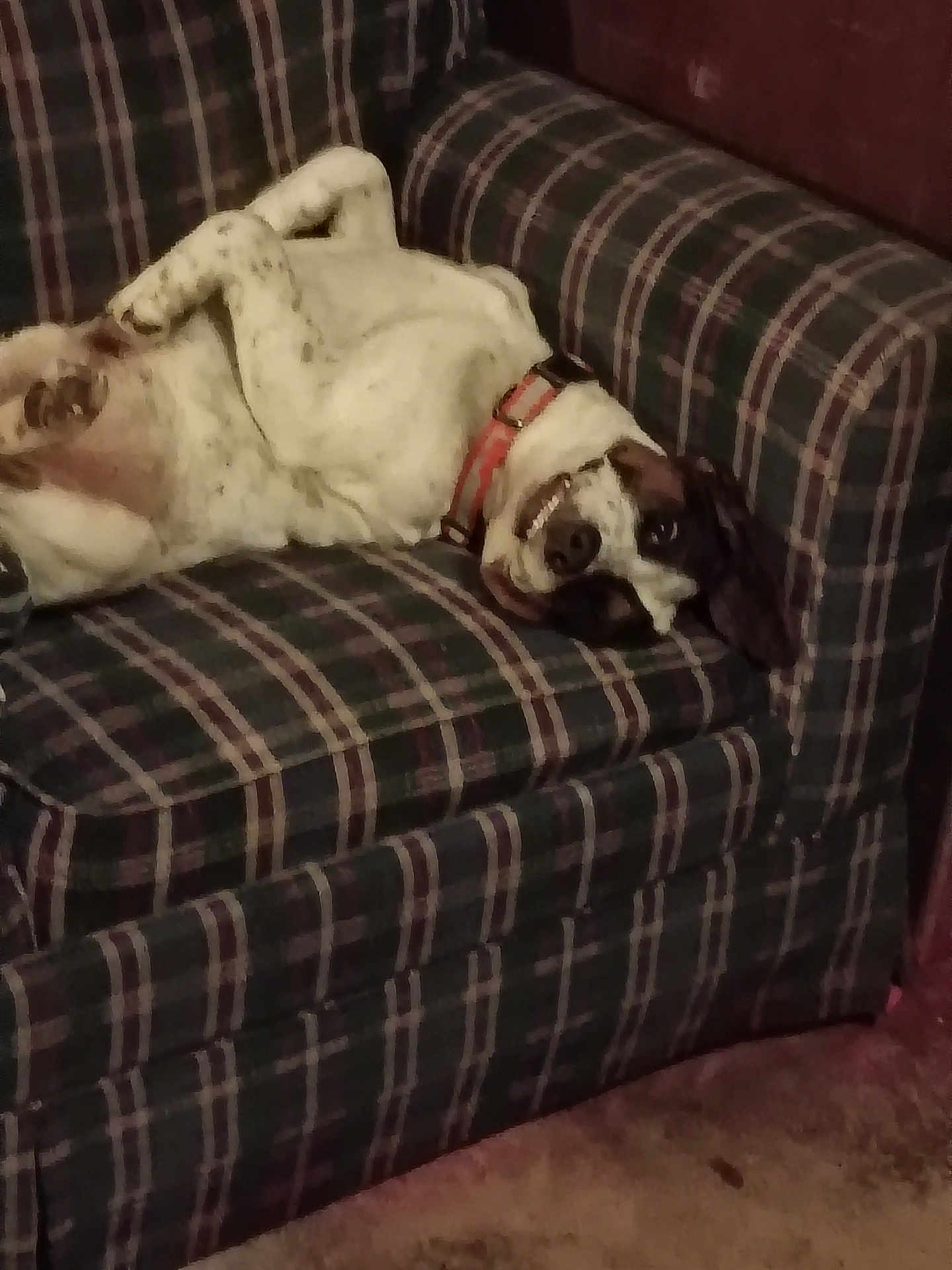 Happy Feet joined the competition — help win amazing prizes! dog, canine, pet, couch, sofa, plaid, upholstery, collar, belly_up, lying_down, relaxed, indoor, living_room, paw, head, ear, smile, carpet, pattern, furniture