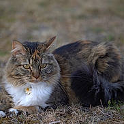 Nine a rejoint le concours — aidez-le/la à gagner de superbes lots ! cat, tabby, fluffy, animal, pet, outdoor, grass, fur, whiskers, ears, tail, collar, flower_pendant, nature, resting, mammal, cute, closeup, portrait, relaxed