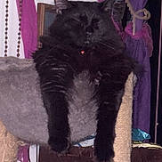 Finn is registered to the contest to win money with this photo: black_cat, cat, feline, pet, sleeping, lounging, cat_tree, indoor, fur, whiskers, paws, collar, glowing_collar, close_up, portrait, cozy, curtain, furniture, scratching_post, soft_bed