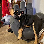 Akira a rejoint le concours — aidez-le/la à gagner de superbes lots ! dog, sleeping, hand_shaped_chair, gnome, red_hat, indoor, wooden_floor, decor, furniture, relaxed, pet, black_and_tan, cozy, animal, houseplant, toy, living_room, cute, resting, napping