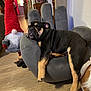 dog, sleeping, hand_shaped_chair, gnome, red_hat, indoor, wooden_floor, decor, furniture, relaxed, pet, black_and_tan, cozy, animal, houseplant, toy, living_room, cute, resting, napping