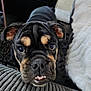 Akira a rejoint le concours — aidez-le/la à gagner de superbes lots ! dog, puppy, close_up, cute, pet, animal, indoor, cushion, blanket, black_and_tan, face, snout, ears, fur, resting, looking_up, expression, teeth, adorable, cozy
