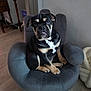 Akira participe au concours pour gagner de l'argent avec cette photo : puppy, dog, black_and_tan, sitting, chair, plush_furniture, indoor, floor, wooden_floor, pet, cute, looking_at_camera, animal, living_room, home, furniture, small_dog, adorable, companion, domestic
