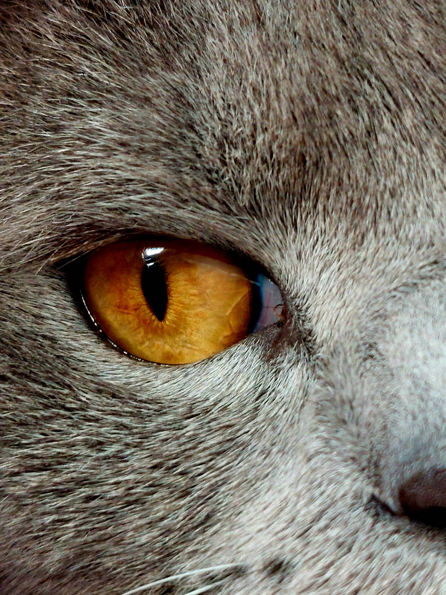 Kiri a rejoint le concours — aidez-le/la à gagner de superbes lots ! carnivore, cat, close_up, darkness, domestic_short_haired_cat, felidae, fur, grey, macro_photography, small_to_medium_sized_cats, snout, terrestrial_animal, whiskers, wildlife, wood