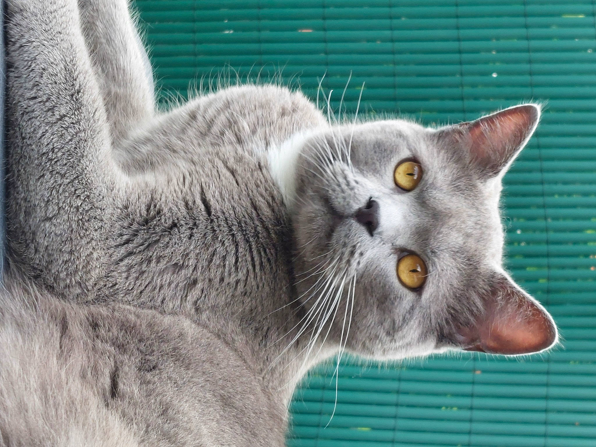 Kiri participe au concours pour gagner de l'argent avec cette photo : carnivore, cat, domestic_short_haired_cat, ear, eye, felidae, fur, grey, plant, russian_blue, small_to_medium_sized_cats, snout, terrestrial_animal, whiskers