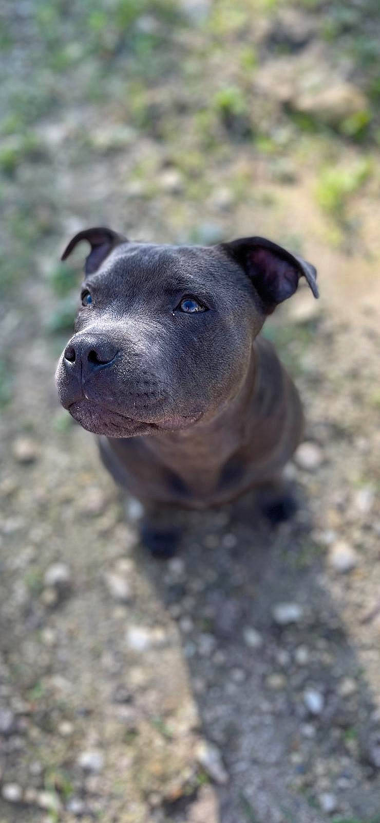 Skay participe au concours pour gagner de l'argent avec cette photo : canidae, carnivore, dog, dog_breed, domestic_pig, electric_blue, fawn, grass, livestock, non_sporting_group, snout, sporting_group, suidae, terrestrial_animal, whiskers, working_animal