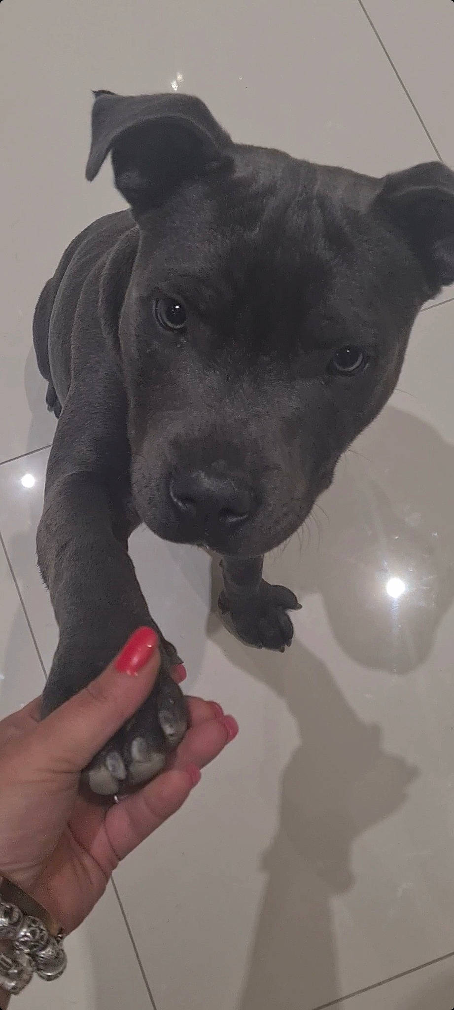 Skay a rejoint le concours — aidez-le/la à gagner de superbes lots ! canidae, carmine, carnivore, collar, companion_dog, dog, dog_breed, dog_collar, fawn, gesture, guard_dog, liver, nail, personal_protective_equipment, pet_supply, snout, sporting_group, whiskers, working_animal, wrist