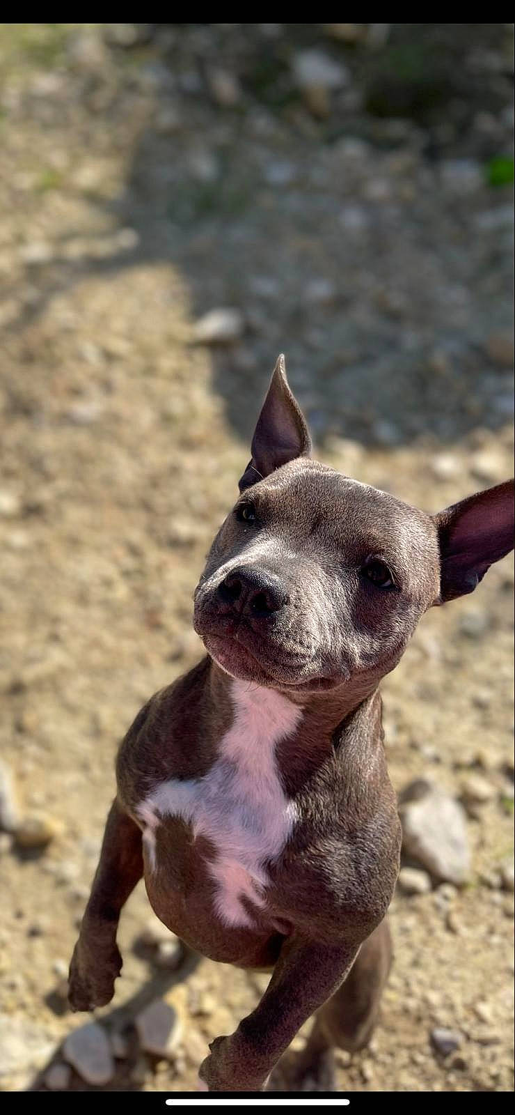 Sunny a rejoint le concours — aidez-le/la à gagner de superbes lots ! canidae, carnivore, companion_dog, dog, dog_breed, fawn, fur, grass, non_sporting_group, plant, snout, soil, sporting_group, terrestrial_animal, whiskers, wildlife, working_animal