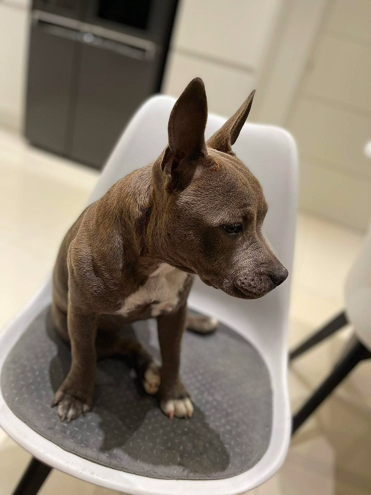 Sunny a rejoint le concours — aidez-le/la à gagner de superbes lots ! art, carnivore, claw, companion_dog, creative_arts, dog, dog_breed, fawn, grey, metal, mexican_hairless_dog, pet_supply, sculpture, snout, tail, terrestrial_animal, toy, toy_dog, whiskers, working_animal