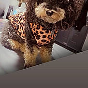 Chula joined the competition — help win amazing prizes! accessory, animal, black_fur, bow, brown_fur, canine, cross, cute, decor, dog, domestic_animal, door, fashion, floor, fur, indoor, leopard_print, lights, pet, portrait