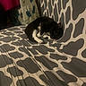 Milo participe au concours pour gagner de l'argent avec cette photo : cat, black_and_white, sleeping, curled_up, pet, animal, bed, bedspread, patterned_fabric, indoor, bedroom, cozy, relaxed, lying_down, whiskers, ears, fur, home, furniture, portrait
