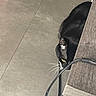 Milo a rejoint le concours — aidez-le/la à gagner de superbes lots ! black_cat, cat, feline, animal, pet, yellow_eye, whiskers, fur, crouching, peeking, hiding, indoor, floor, tile, furniture, cable, electronic_cord, closeup, shadow, curious